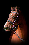 German Riding Pony Portrait