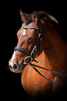 German Riding Pony Portrait