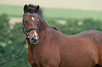 German Riding Pony Portrait