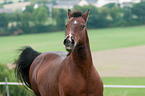 German Riding Pony Portrait