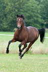 galloping German Riding Pony