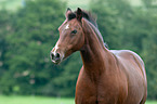 German Riding Pony Portrait