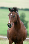 German Riding Pony Portrait
