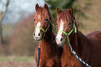 2 German Riding Ponies