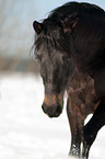 German Riding Pony Portrait