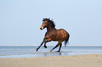 galloping German Riding Pony