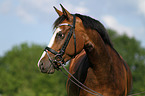 German Riding Pony Portrait