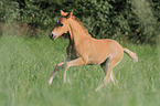 German Riding Pony foal
