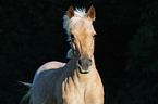 German Riding Pony Portrait