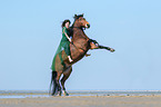 woman and German Riding Pony
