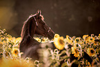 German Riding Pony Portrait