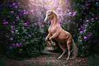 rising German Riding Pony