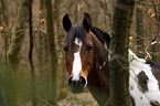 German Riding Pony portrait