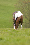 standing German Riding Pony