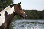 German Riding Pony portrait