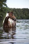 German Riding Pony portrait