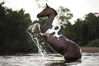 rising German Riding Pony