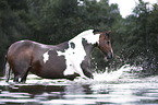 German Riding Pony portrait
