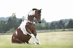 sitting German Riding Pony