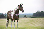 standing German Riding Pony