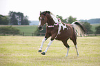 galloping German Riding Pony