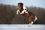 rising German Riding Pony