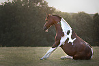 sitting German Riding Pony