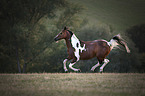 galloping German Riding Pony