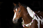 German Riding Pony portrait