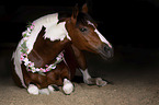 lying German Riding Pony