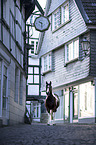 standing German Riding Pony