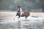 galloping German Riding Pony