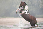 rising German Riding Pony