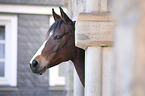 German Riding Pony portrait