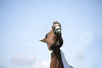 German Riding Pony portrait