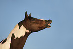German Riding Pony portrait
