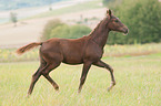trotting German Riding Pony foal