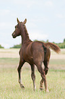 trotting German Riding Pony foal