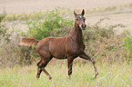 trtotting German Riding Pony foal