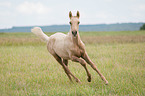 galloping German Riding Pony foal
