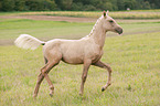 trotting German Riding Pony foal