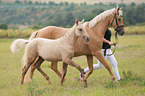 German Riding Pony