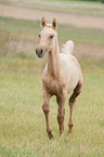 trotting German Riding Pony foal
