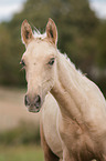 German Riding Pony foal