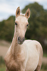 German Riding Pony foal