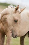 German Riding Pony foal