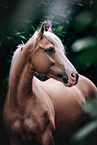 German Riding Pony