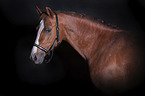 German Riding Pony portrait