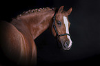 German Riding Pony portrait