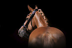 German Riding Pony